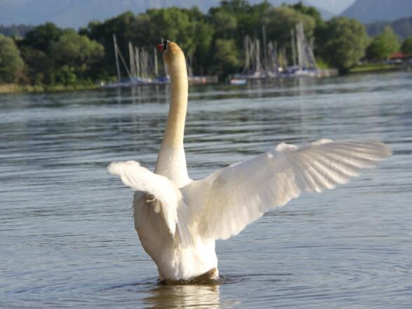 Schwan im Chiemsee