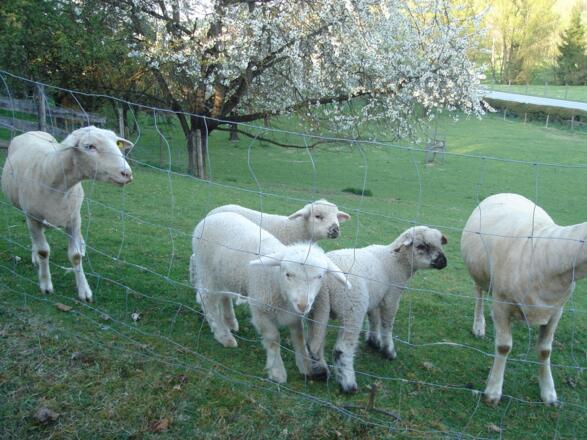 Lämmer auf der angrenzenden Weide