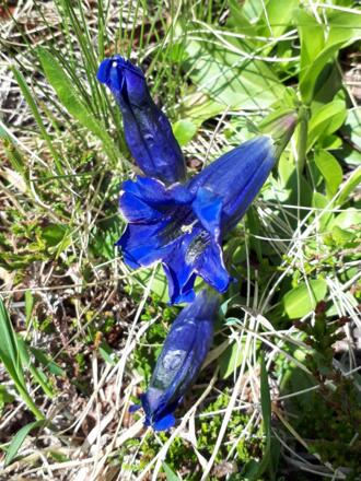 Stengelloser Enzian  (Gentiana acaulis)