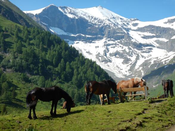 Hoher Tenn (3.368m) - Gipfel der Gleiwitzer Hütte