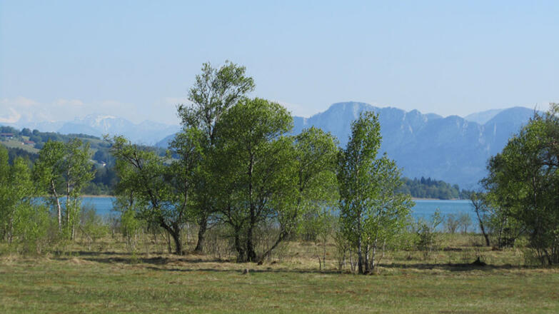 Naturschutzgebiet Irrsee Moore