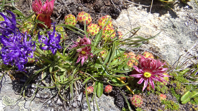 Berghauswurz  und  Dolomitenteufelskralle