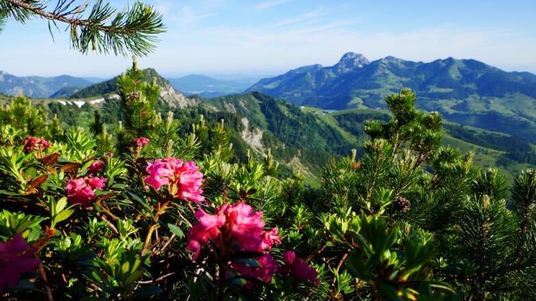 Almrausch beim Steilner Joch und im Hintergrund der Wendelstein