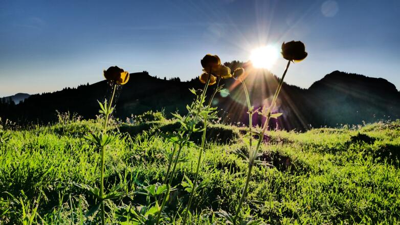 Trollblumen begrüßen den neuen Tag auf dem Weg zum Steilner Joch