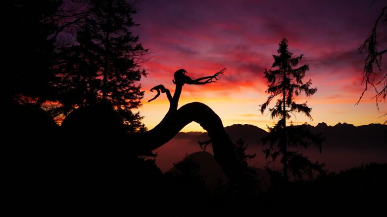 Sonnenaufgang im Herbst an einer fotogenen Wurzel