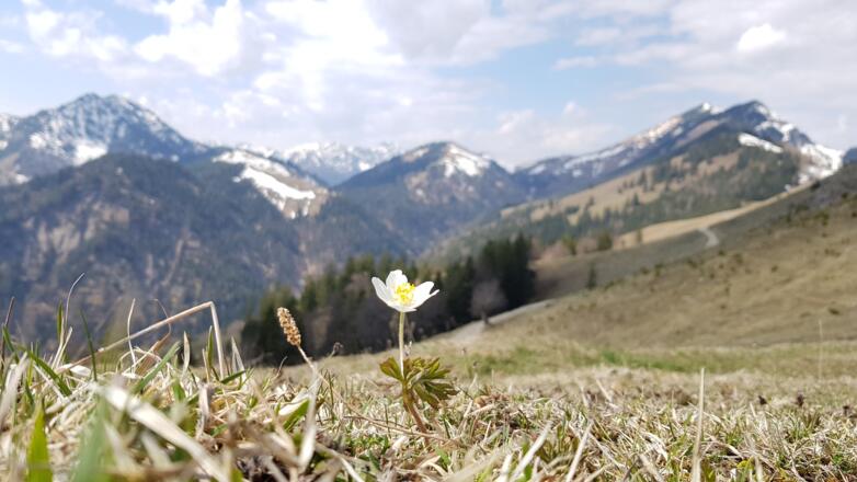 Frühlingsbote im Brünnsteingebiet