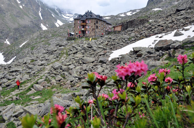 Alpenrosen vor der Nürnberger Hütte