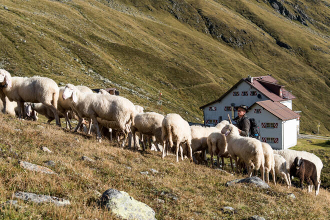Schäfer hinter der Hütte.