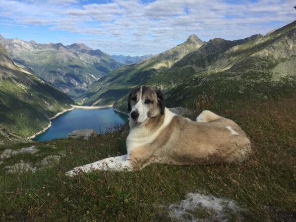 Hüttenhund &quot;Phips&quot;