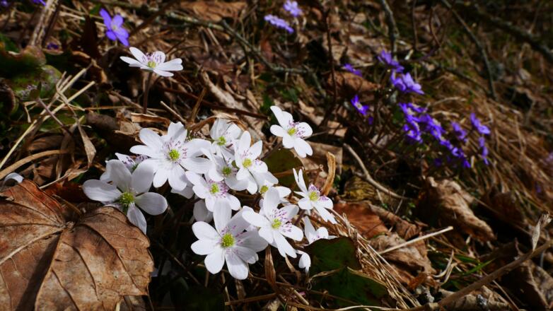 Leberbleamerl in der Nähe des Brünnsteinhaus