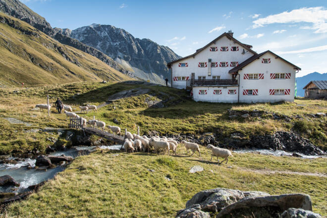 Schafherde hinter der Hütte.