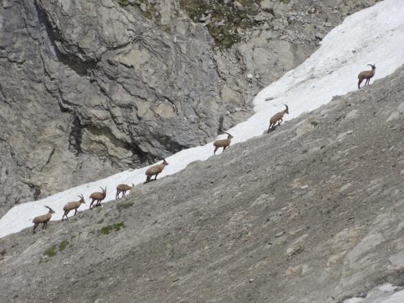 Steinböcke am Fuße der Wetterspitze