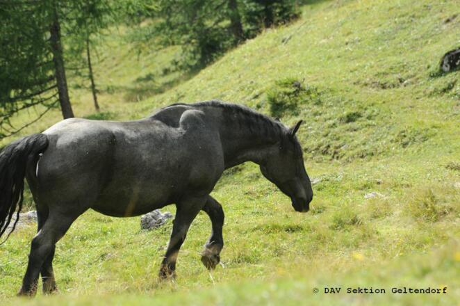 auch Pferde weiden rund um die neue Magdeburger Hütte