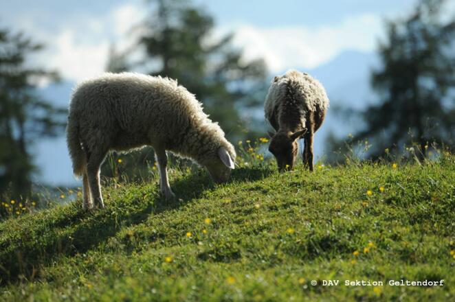 Schafe weiden rund um die Neue Magdeburger Hütte
