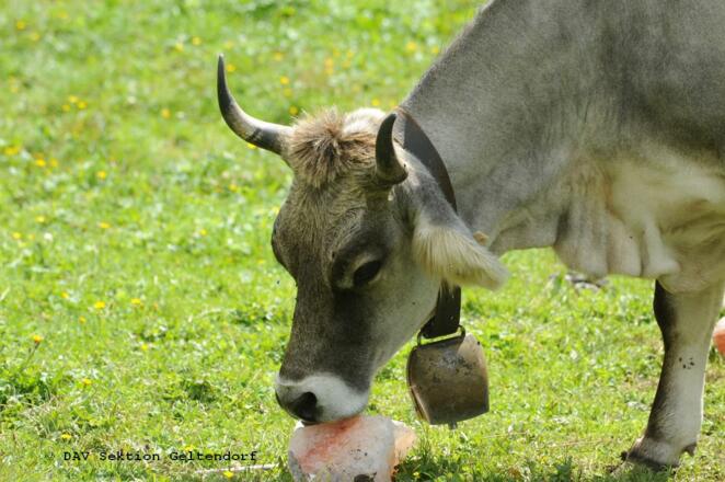 Kalbn (Färse) am Leckstein