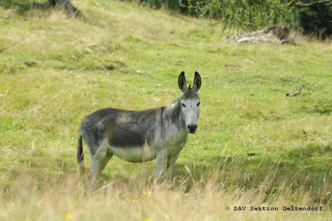 Esel auf der Weide