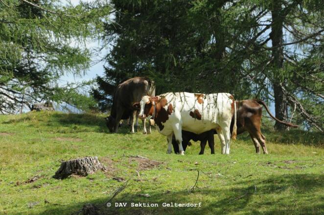 Weidevieh rund um die Hütte