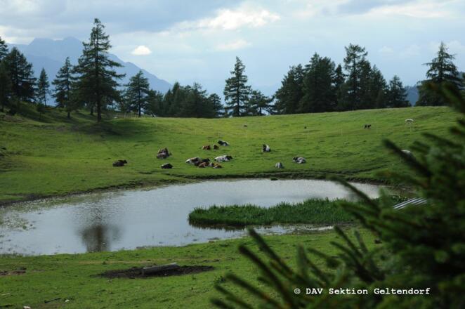 Almweide rund um die Neue Magdeburger Hütte