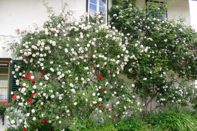 Ferienhaus \&quot;Rosenschlössl\&quot;