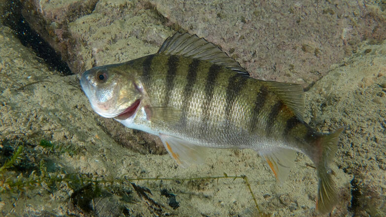 2018-tauchen-schwarze-bruecke-flussbarsch-thorsten-neumeier