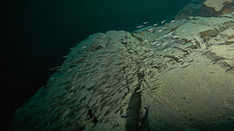 2018-tauchen-schwarze-bruecke-7-thorsten-neumeier