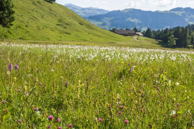 Blick zurück zur Alpe Untere Falz
