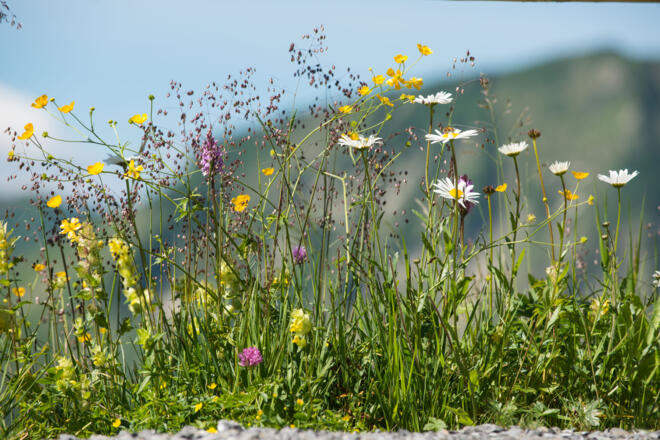 Blumenpracht in Damüls