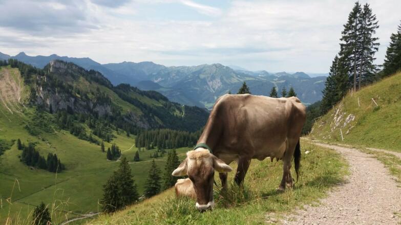 Auf der Alpe Sammere