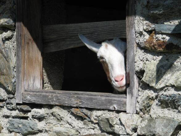Eine neugierige Ziege in der Ochsenbodenhütte