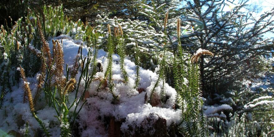 Hier im Gipfelbereich wachsen Bärlappe, die oft mit Moosen verwechselt werden.