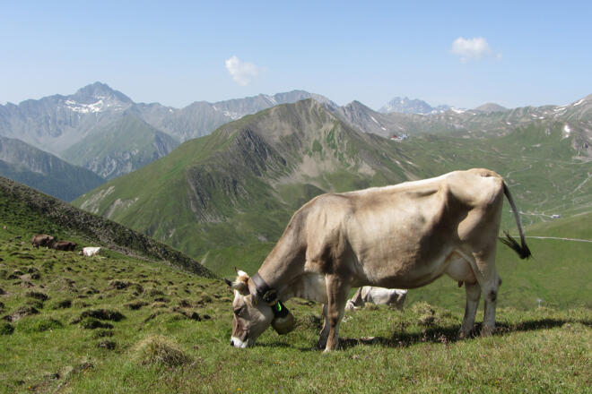 Fliesseralpe und Alp Bella