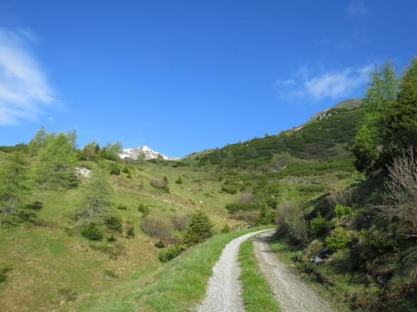 Hier ein kurzes Stück entlang der Forststraße und dann immer wieder auf dem Steig abkürzen.