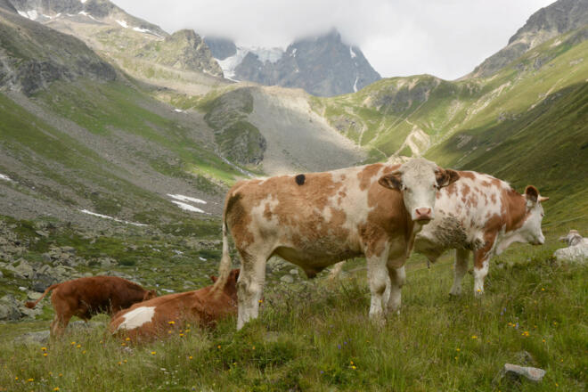 Rinder weiden im weiten ALmgelände