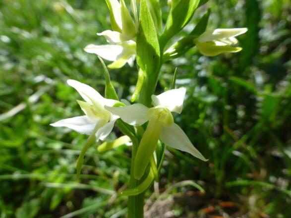 Botanisches Highlight- Weisses Breitkölbchen
