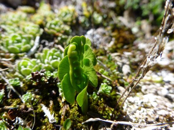 Botanisches Highlight - Echte Mondraute