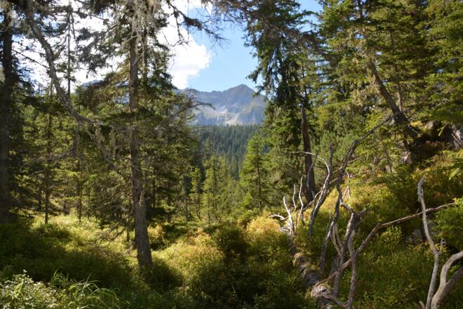 Durch das Naturwaldreservat Ebenschlag geht es hinauf zur Gamshütte