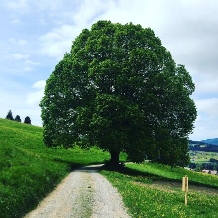 Weg von Tannen nach Müselbach
