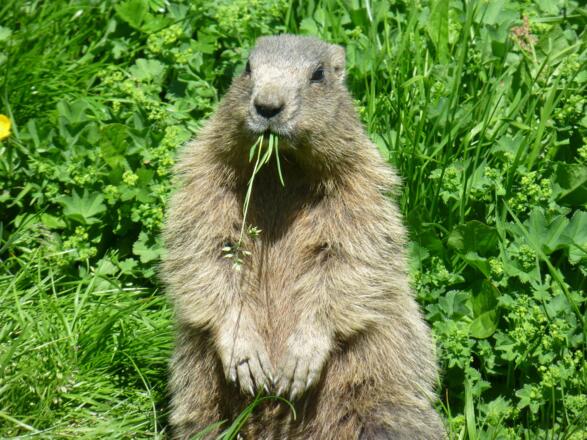 Das Weitental ist ein wahres Paradies für Murmeltiere