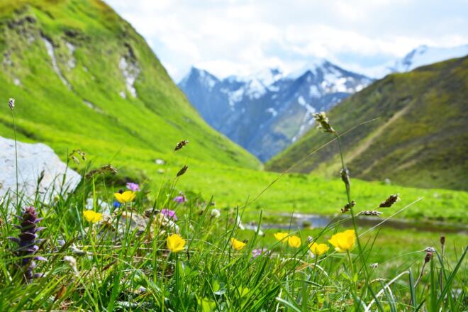 Blumenzauber im Weitental