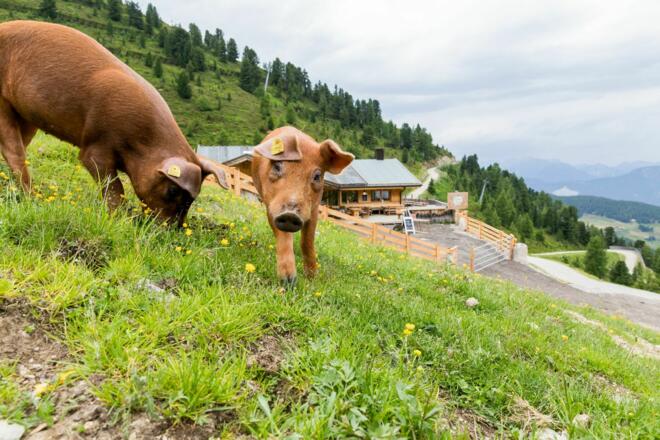 Tierische Bewohner auf der Balbach Alm