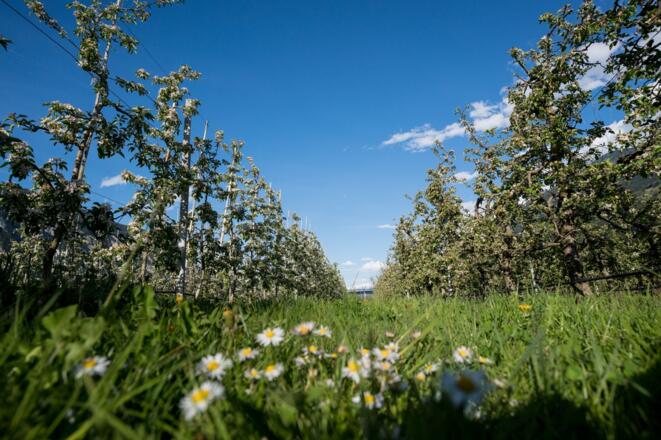Apfelblüte in Haiming