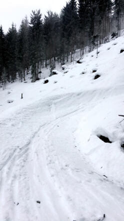 Waldweg Richtung Mittelstation 
