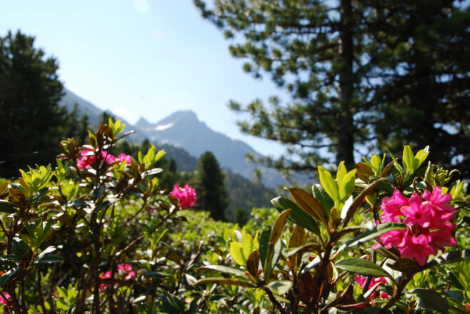 Alpenrosenblüte Hochoetz