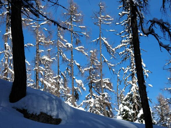 Hochwald nach der Alplhütte um 1650m