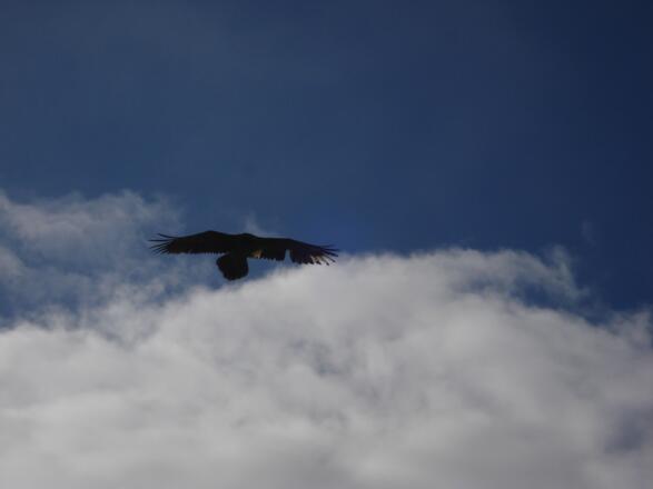 Der Bartgeier begleitet uns
