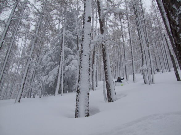 lichter Lärchenwald mit perfekter Hangneigung für viel Pulver