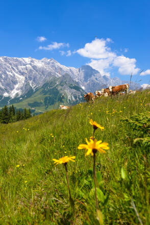 Am Weg zur Bürglalm