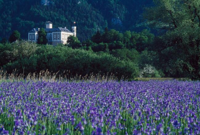Irisblüte am Ennsradweg beim Schloss Trautenfels
