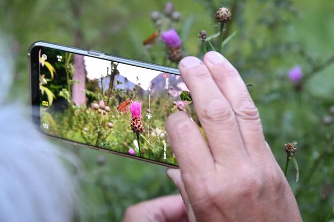 Wanderung im Schmetterlingsparadies Brandenberg