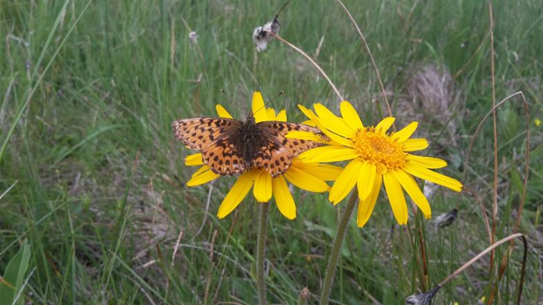 Schmetterling Beobachtung in Brandenberg - Schmetterlingswanderung